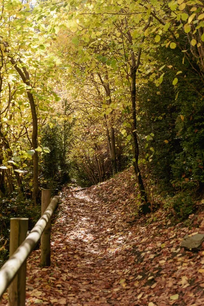 Wanderweg Herbstlichen Landschaften Wald — Stockfoto