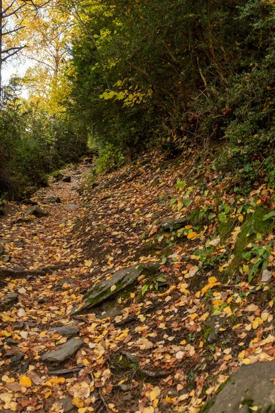 Trail Herfstlandschappen Het Bos — Stockfoto