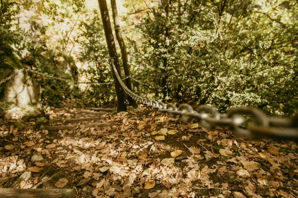 Őszi Táj Ösvénye Erdőben — Stock Fotó