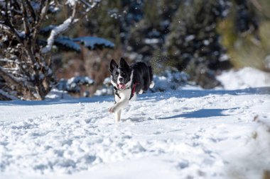 Beyaz kar arkaplanlı sevimli siyah beyaz Sınır Collie 'si.