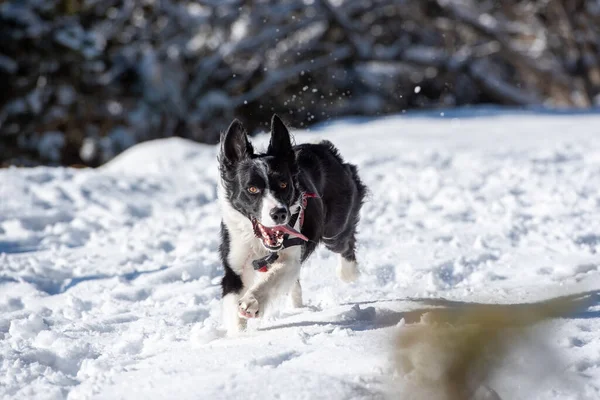 Adorable Cute Black White Border Collie Running White Snow Background — Stock Photo, Image