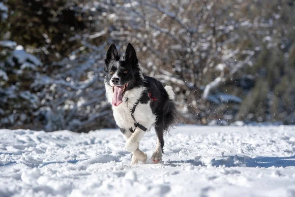 Adorable Cute Black White Border Collie Running White Snow Background — Stock Photo, Image