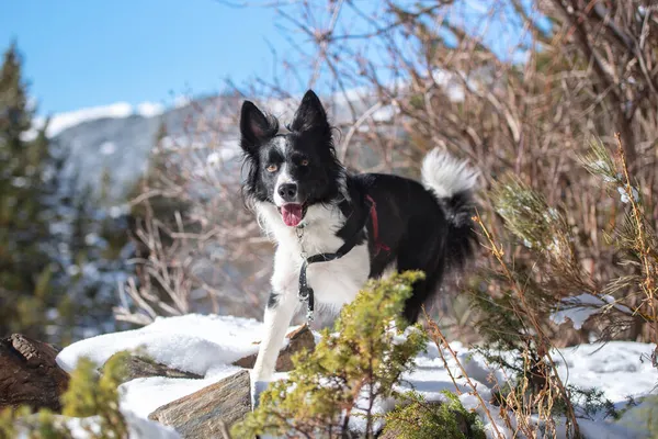 Adorable Cute Black White Border Collie Running White Snow Background — Stock Photo, Image