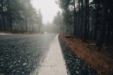 Pireneler 'de ormanda çok fazla sis var..