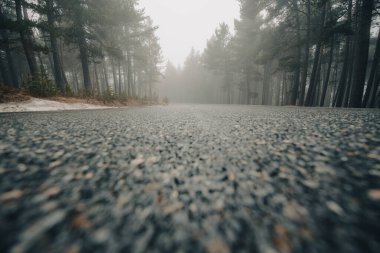 Pireneler 'de ormanda çok fazla sis var..