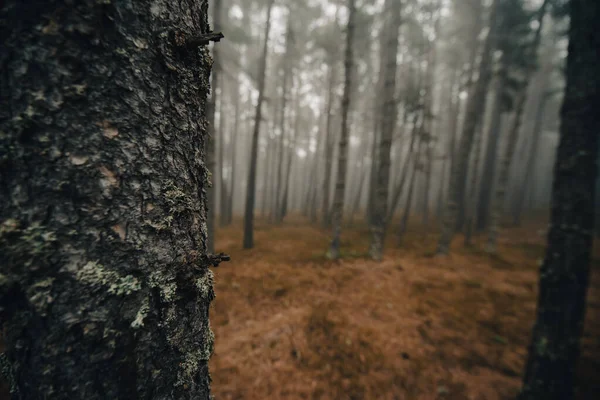 Giornata Con Tanta Nebbia Nella Foresta Dei Pirenei — Foto Stock