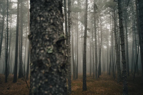 Tag Mit Viel Nebel Wald Den Pyrenäen — Stockfoto