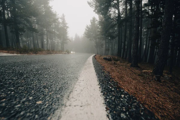 Pireneler 'de ormanda çok fazla sis var..
