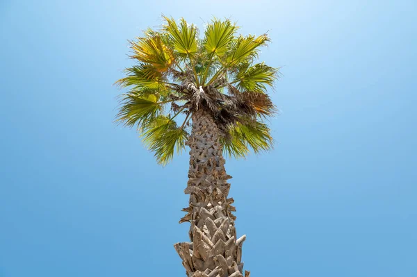 Palm tree in the Marina of the city of Lagos in Portugal in the Algarve.