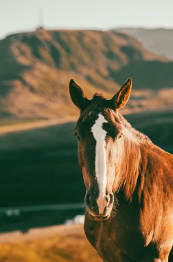 Andorran horses in the mountains at sunset in the Pyrenees.