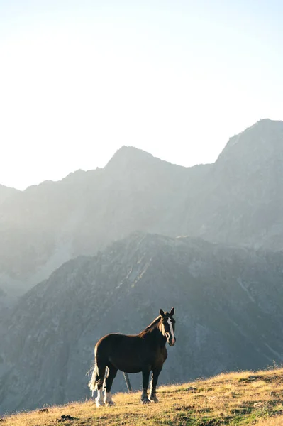 Andorran Horses Mountains Sunset Pyrenees — Stock Photo, Image