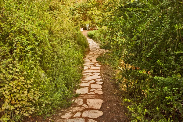 Natura verde in Turchia — Foto Stock