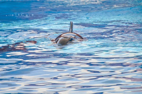 Dolphin Pool in the Sea Park — Stock Photo, Image