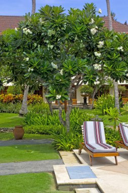 Bali adasında yeşil doğalı bir tatil köyünde yüzme havuzu.