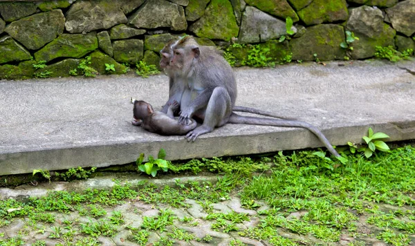 インドネシアのバリ島にある猿の森 — ストック写真