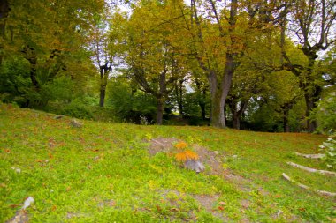 Kana bulanmış sonbaharın manzarası, Slovenya