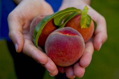 Şeftaliler ellerinde yapraklarla