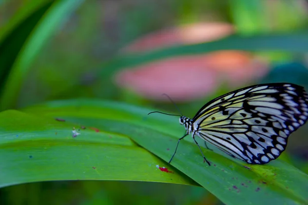 Butterfly Leaf Park Sentosa Island — стоковое фото