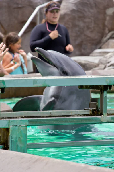 Dolphin Water Sea Park San Diego California — Stock Photo, Image