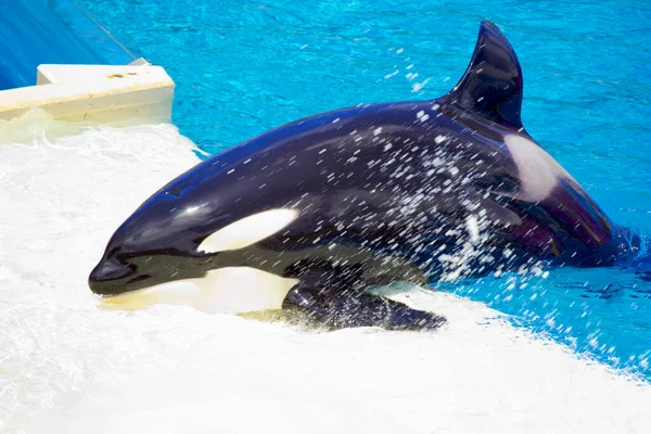 Whales Water Sea Park San Diego California — Stock Photo, Image