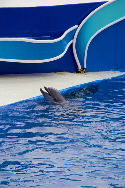 在海洋公园的水里的海豚 圣迪格卡佛尼亚 — 图库照片