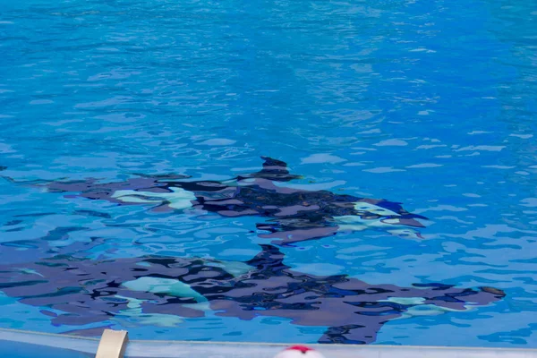 Baleines Dans Eau Dans Parc Marin San Diego Californie — Photo