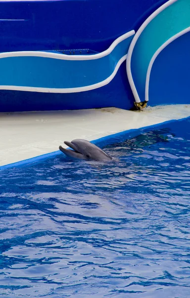 Dolphin Water Sea Park San Diego California — Stock Photo, Image