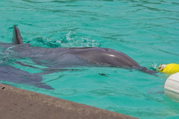 Delfín Agua Parque Marino San Diego California — Foto de Stock