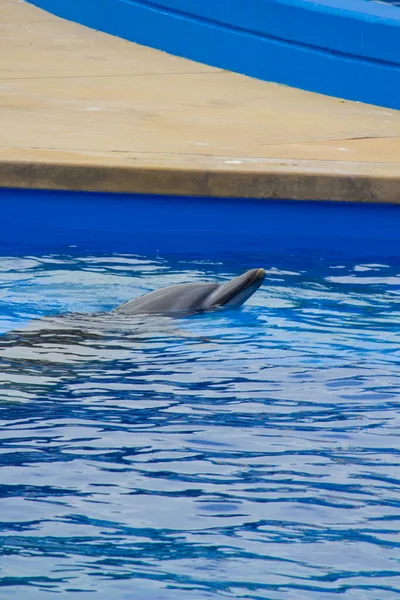 在海洋公园的水里的海豚 圣迪格卡佛尼亚 — 图库照片