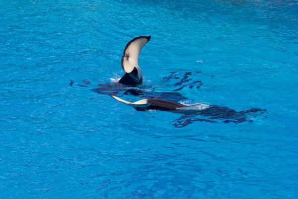 Balena Acqua Nel Parco Marino San Diego California — Foto Stock