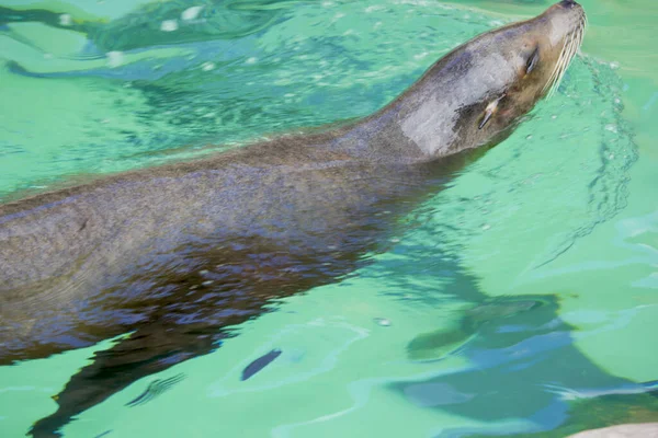 sea otter in the pool in the sea park, san diego, california