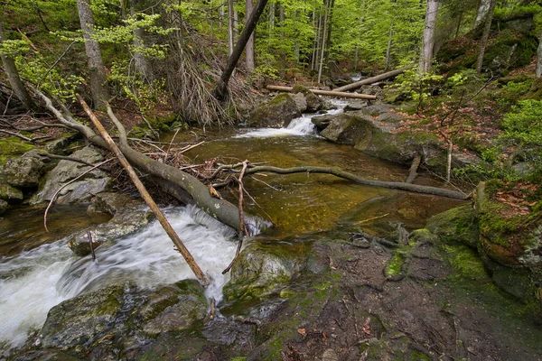 Fallen Logs Broken Branches Mountain Stream — Stock Photo, Image