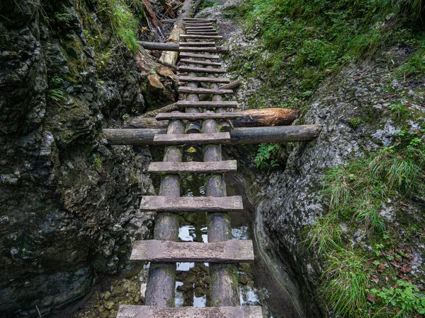 Troncos Árvores Com Pequenas Escadas Madeira Sobre Riacho Natural — Fotografia de Stock