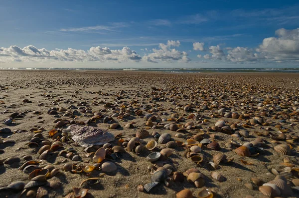 无数的贝壳在沙滩上飞舞 — 图库照片