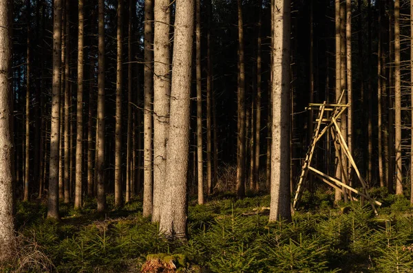 Een Houten Verheven Schuilplaats Veel Bomen Aan Rand Van Het — Stockfoto