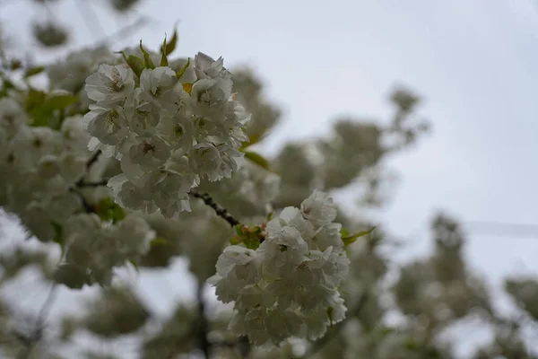 Яблоня Время Цветения Деревьев Весной Фоне Неба — стоковое фото