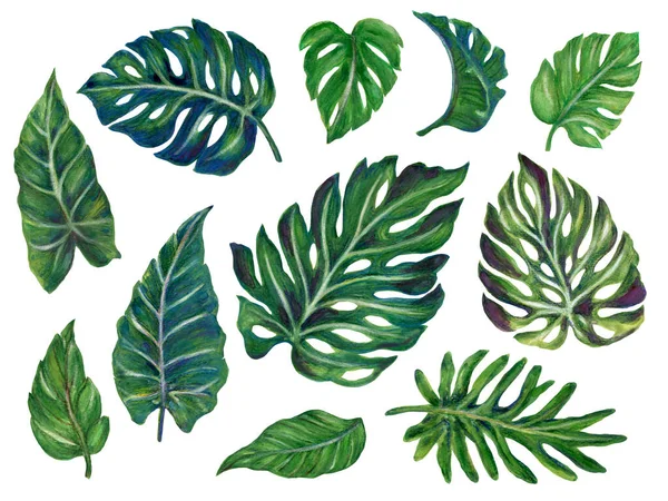 Jungle Tropical Green Plants Monstera Palm Tree Leaves Found Southern — 스톡 사진