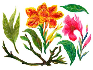 Hand drawn canna  flower leaves foliage and leaf Illustration element on white background for invitation card , wallpaper, print fabric