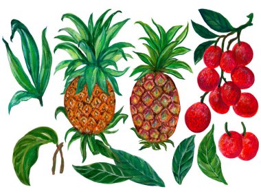 Tropical fruits plants Pineapple and Lychee arrangement isolated elements on the white background