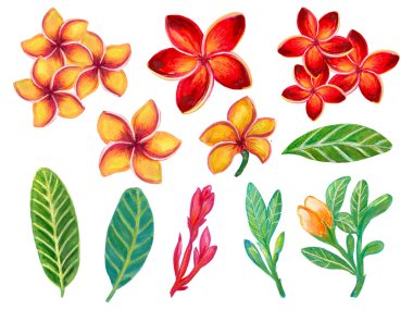 Hand painting watercolor illustration colorful  plumeria frangipani flower foliage leaf and bouquet elements on white background
