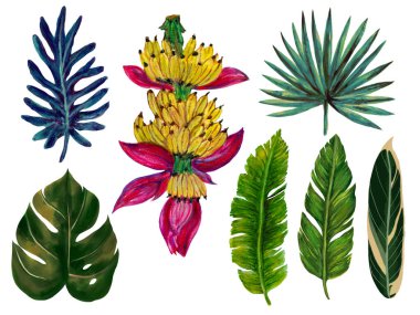 Botanical watercolor gouache illustration tropical houseplant rainforest leaves folaige banana ripe palm and monstera element isolated on white 