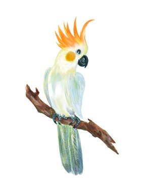 Tropical bird cockatoo bright white gray orange feathers sitting on branches foliage element isolated on white background illustration