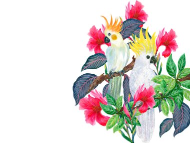 Botanical plant canna lily and  white cockatoo on an isolated white background, watercolor illustration, template clipart tropical birds 
