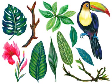 Botanical plant and toucan on an isolated white background, watercolor illustration, element clipart tropical birds 