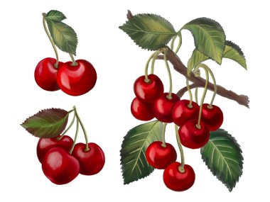 Bouquet botanical cherries foliage leaves digital clipart for invitation card party element  natural  and plants on white