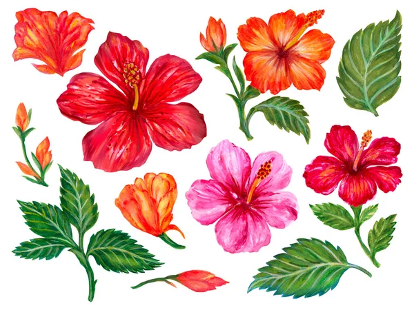 Watercolor Gouache Elements Isolated Elegant Floral Hibiscus Blossom Foliage Bouquet — Fotografia de Stock