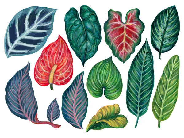 Hand painting watercolor illustrationinspired by anthurium and caladium and peace lily plants element on white