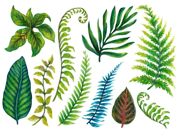 Hand Drawn Houseplant Rainforest Foliage Leaf Illustration Elements White Background — Stock Fotó