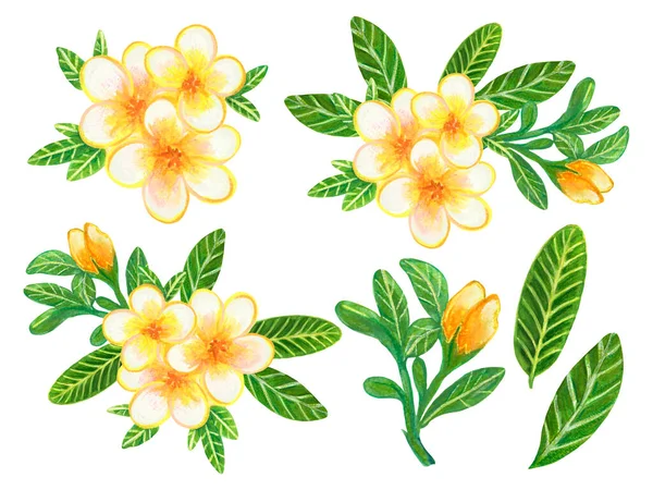 Hand Painting Watercolor Illustration Plumeria Frangipani Flower Foliage Leaf Bouquet — Fotografia de Stock