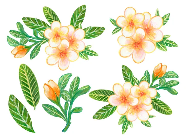 Hand Painting Watercolor Illustration Plumeria Frangipani Flower Foliage Leaf Bouquet —  Fotos de Stock